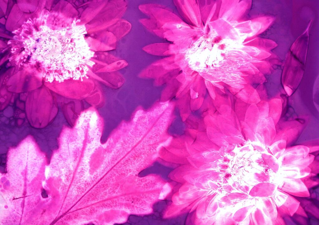 lumens purple